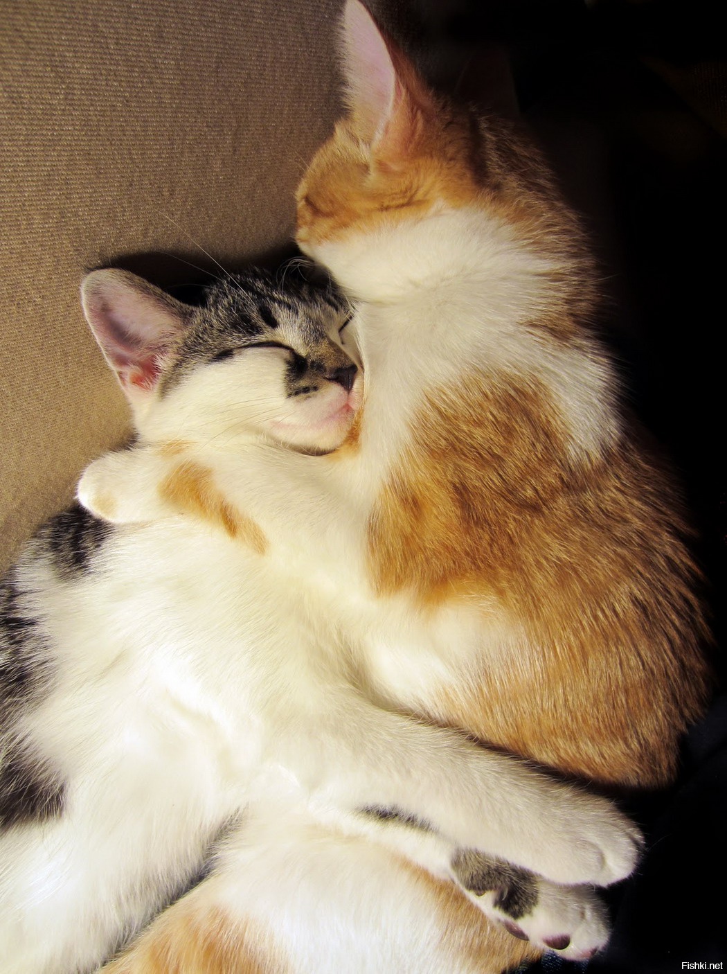 Сильно люблю кошек. Котики обнимаются. Кошки в обнимку. Коты любовь. Кошки обнимашки.