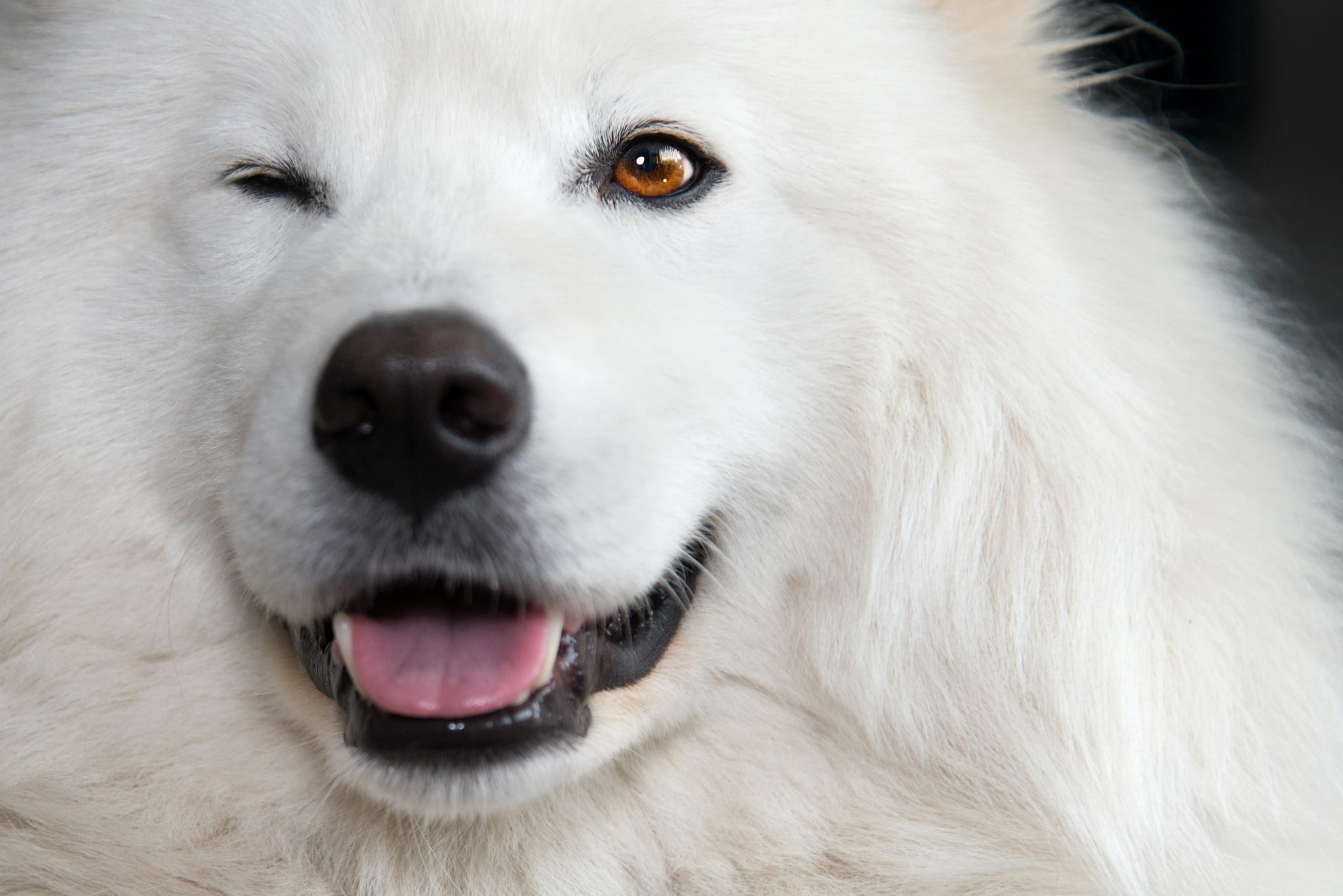 Крупная белая порода собак. Самоеды порода собак. Аляскинский самоед. Самоед белый. Лайка самоед.