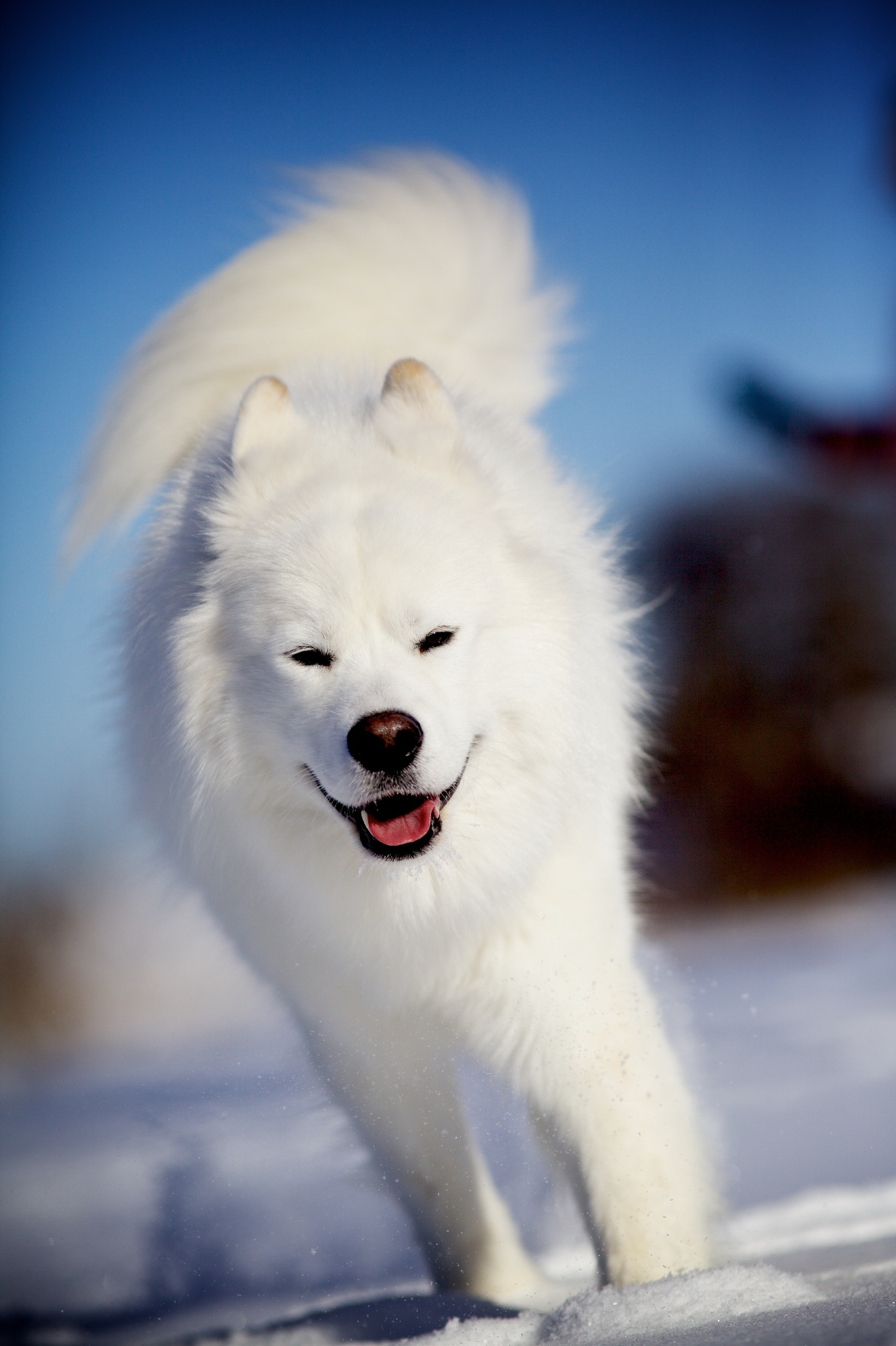 Почему порода самоед. Лайка самоед. Сибирская лайка самоед. Собака лайка самоед белая. Белая лайка самоед.