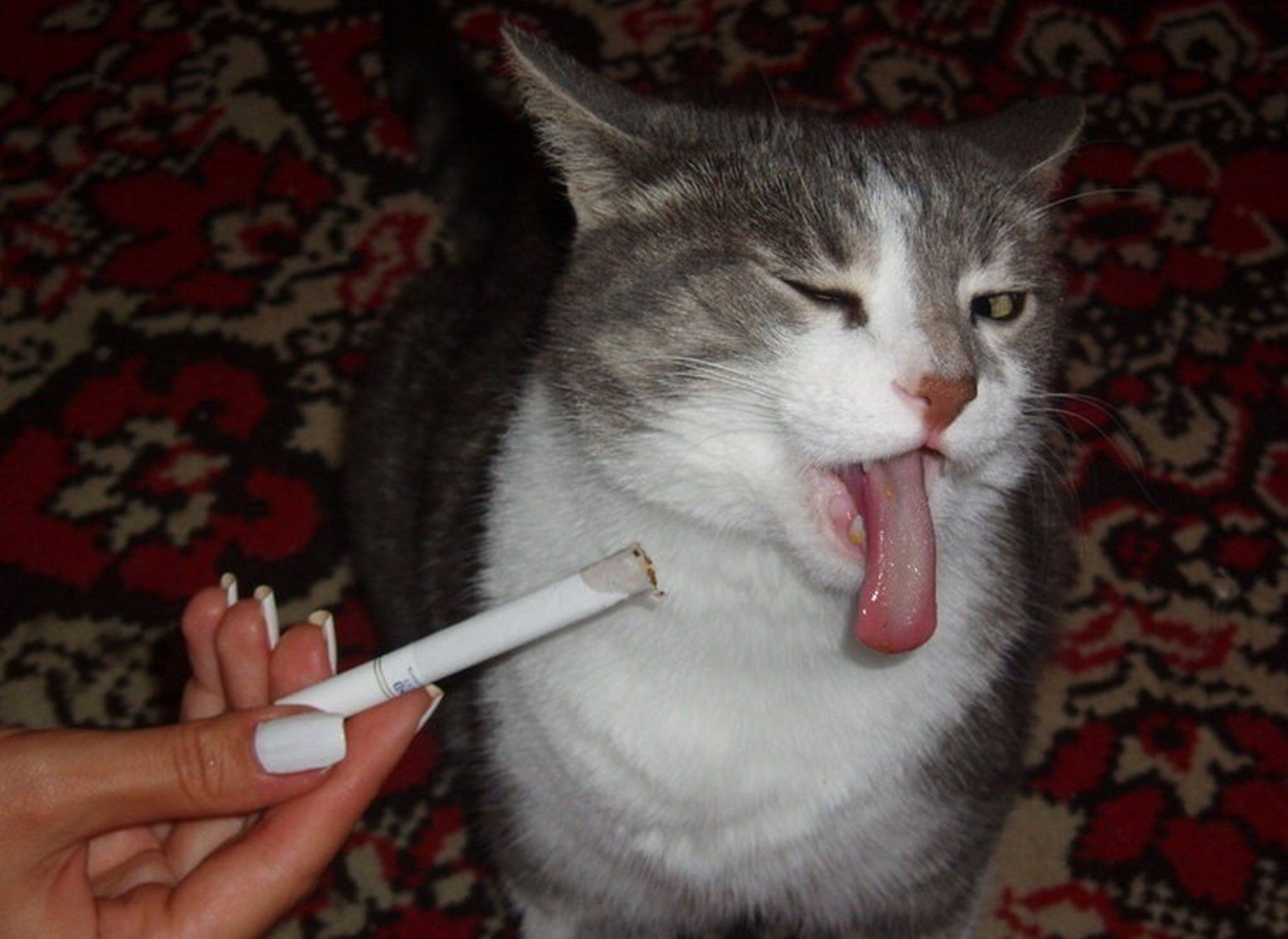 В носу запах сигаретного. Курящий кот. Котенок курит. Кот с сигаретой. Кот курит сигарету.