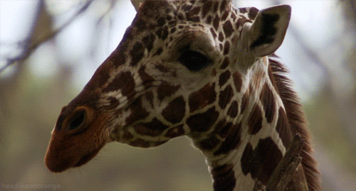 8. У жирафа столько же шейных позвонков, сколько у человека