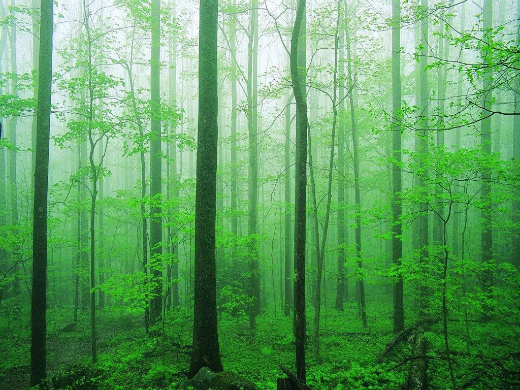 Хвойный лес с зеленой травой без смс
