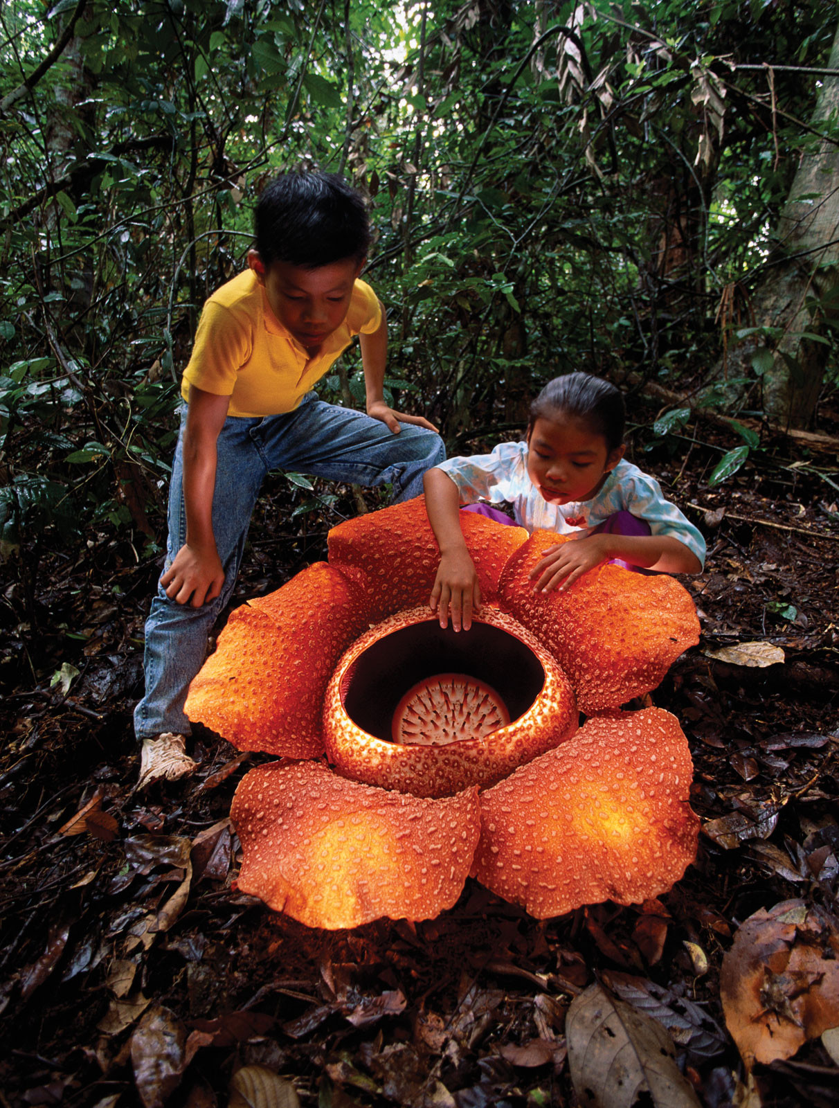 10. Раффлезия (Rafflesia arnoldii)