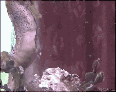 2. Этот папа-морской конёк, практически вычихивающий своих детей