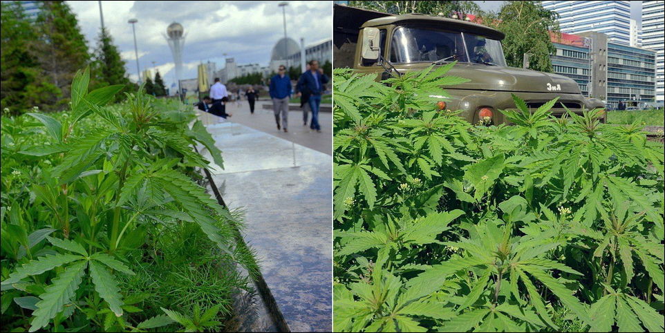 Конопля воткинск езда под марихуаной