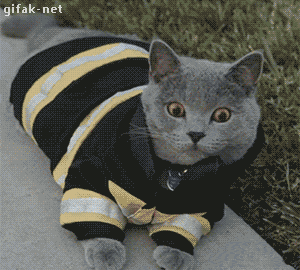 Котейка спешит на помощь