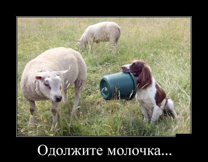 Подборка демотиваторов 