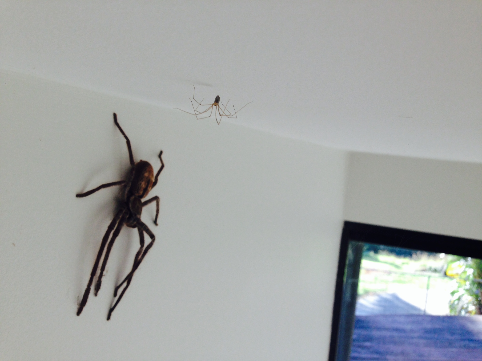 Большой домашний паук. Укус коричневого паука отшельника. Прыгучие пауки в квартире. Паук на стене. Паук на потолке.
