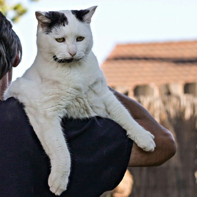 Кот, который очень похож на Уолтера Уайта из сериала "Во все тяжкие"