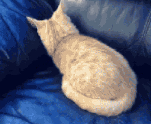 8. Коты умеют прекрасно прятаться