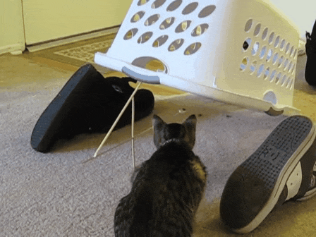 Ловушка на котика