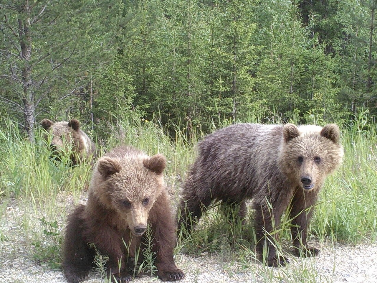 Фотографии 3 медведей. Медведь Сыктывкар Ухта. Три медведя. Медведь в Сыктывкаре.
