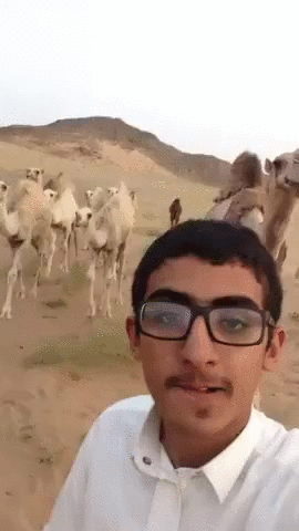 Верблюд против селфи