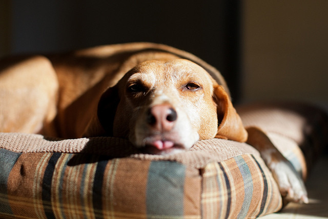 6. Хотя собакам даже нравится, когда их постель немного грязная, она нуждается в чистке регулярно.
