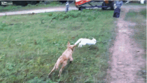 Поймать сбежавшего кота. Погоня с собаками. Кот бежит от собак. Погоня собаки за котом. Кошка убегает от собаки.