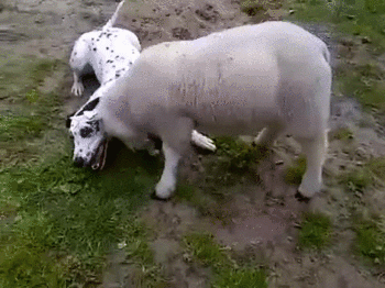 Веселая овечка