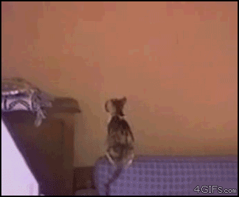 Спайдер кот