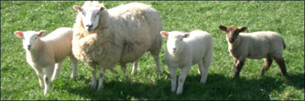 3. Овца с шестью сосцами Алексанра Белла