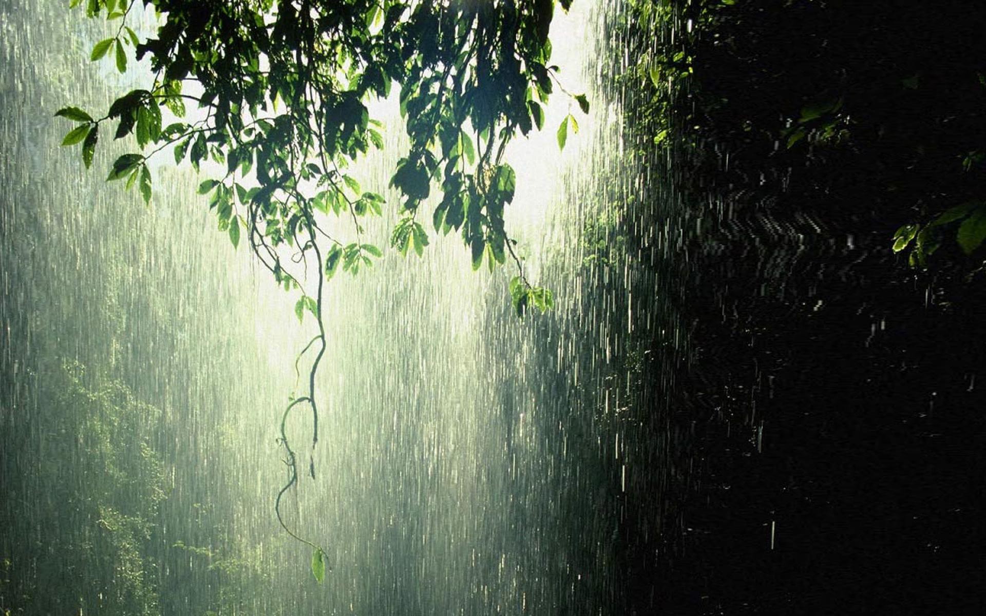 Ночью по листьям стучал беспрерывно. Звуки дождя для медитации. Красивый звук дождя. Тропический дождь звук. Тихое место в лесу под звуки дождя.