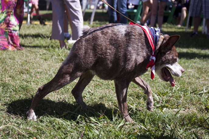 Пес Квазимодо - самая уродливая собака в мире