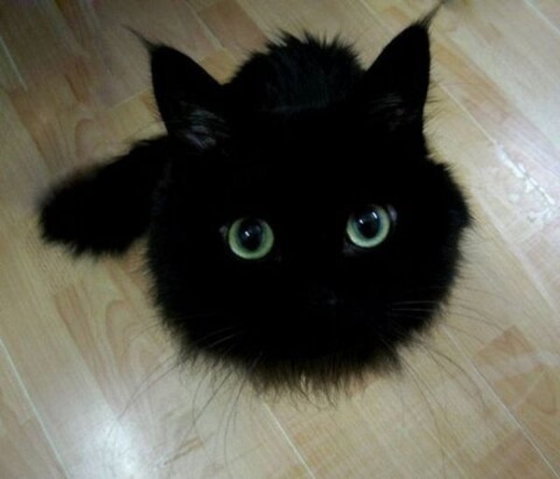 28 причин любить черных котов