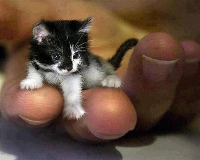Тинкер Той  самая маленькая кошка в мире