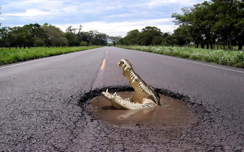 Крокодил на дороге !