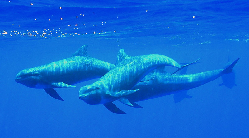 Бесклювый (широкомордый) дельфин