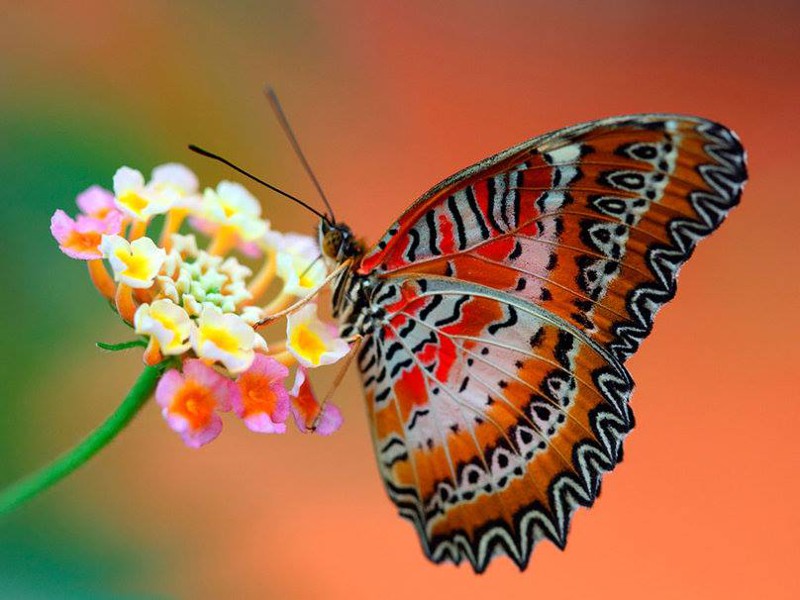 Фантастические краски!  Фото бабочки 