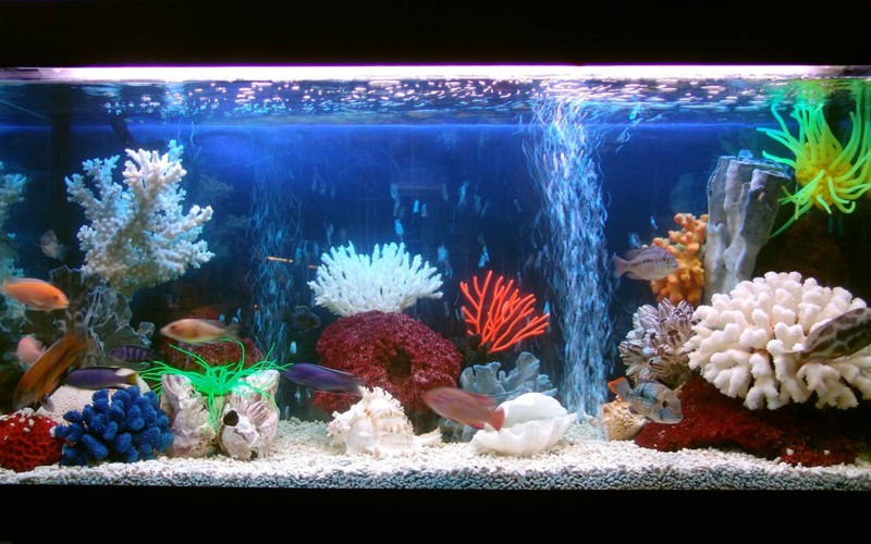 Как выбрать аквариум и ухаживать за ним?