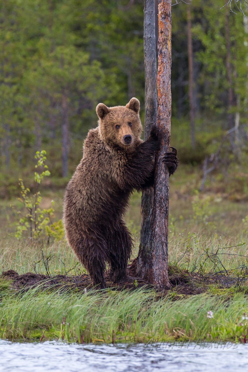 Нелегкая жизнь медвежат