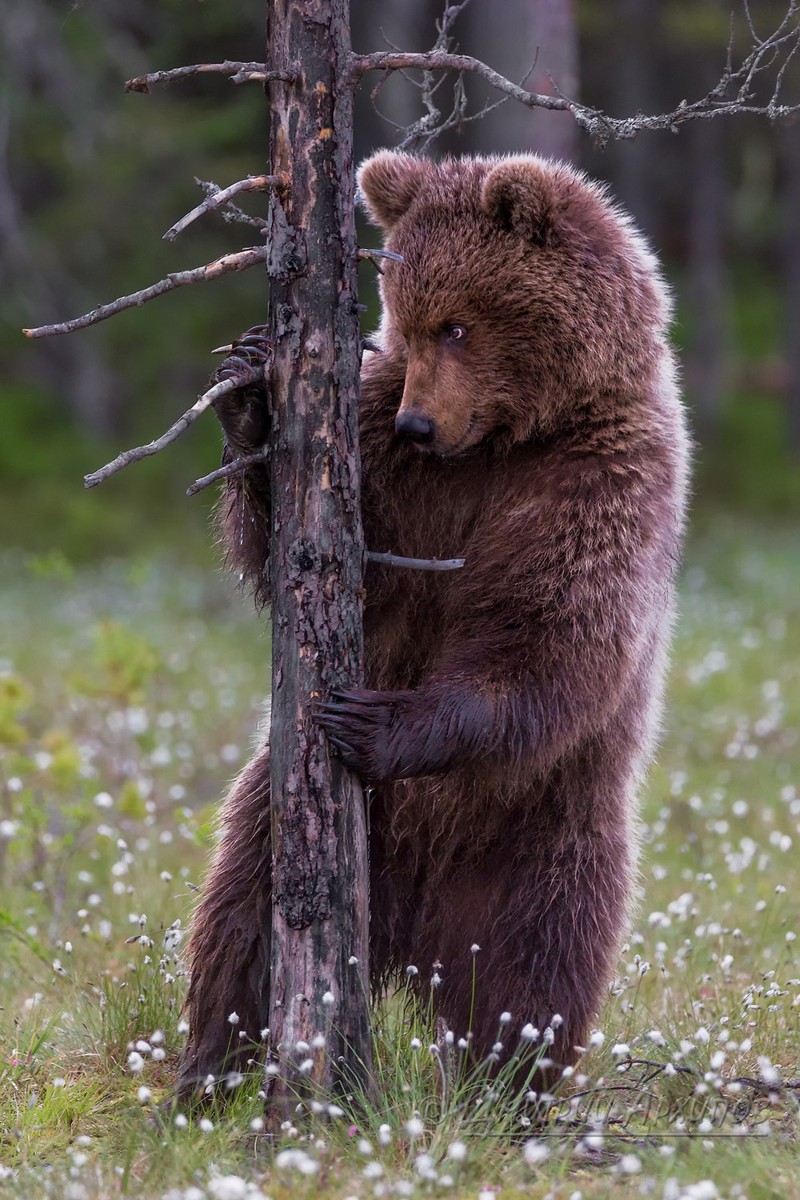 Нелегкая жизнь медвежат