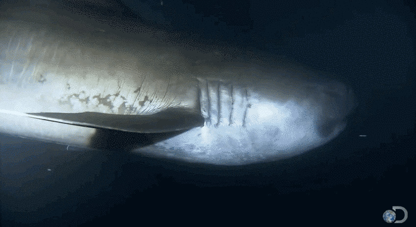 8. Пелагическая большеротая акула, которая была открыта лишь недавно, несмотря на свой гигантский размер.