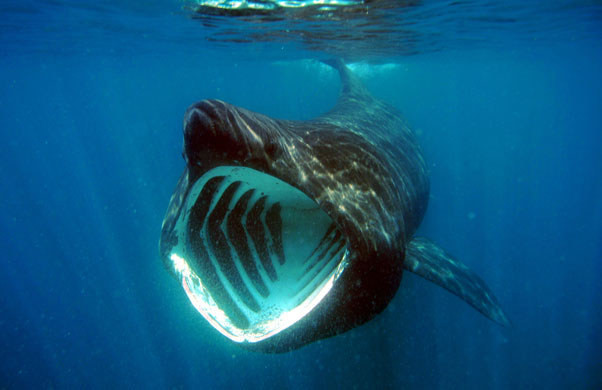 1. Гигантские, или исполинские, акулы, которые на самом деле БОЛЬШЕ по размеру, чем белые акулы - они достигают до 10 метров в длину и весят около 5 тонн! При этом они не такие мрачные, как белые акулы. 