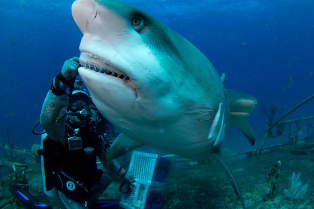 7. Карибская рифовая акула, которая уже устала от того, что вы называете её белой акулой.