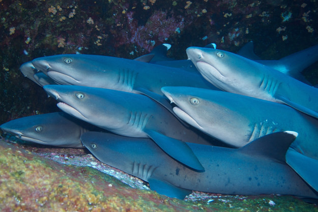 10. Рифовые акулы, которые плавают группами и устраивают шумные вечеринки в мире рыб.