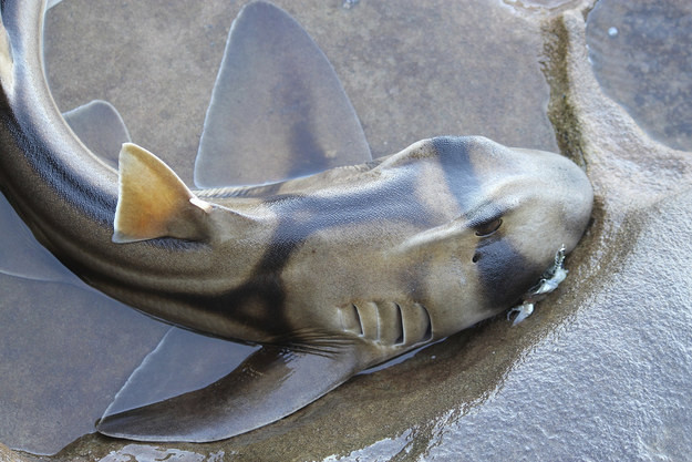 14. Австралийская рогатая акула, у которой есть ядовитые шипы на спинных плавниках.