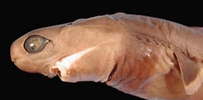 5. Бразильская светящаяся акула, известная своей способностью выкусывать своим ртом абсолютно круглые куски мяса из тела жертвы.