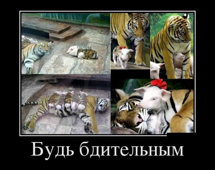 Пятничная подборка демотиваторов  