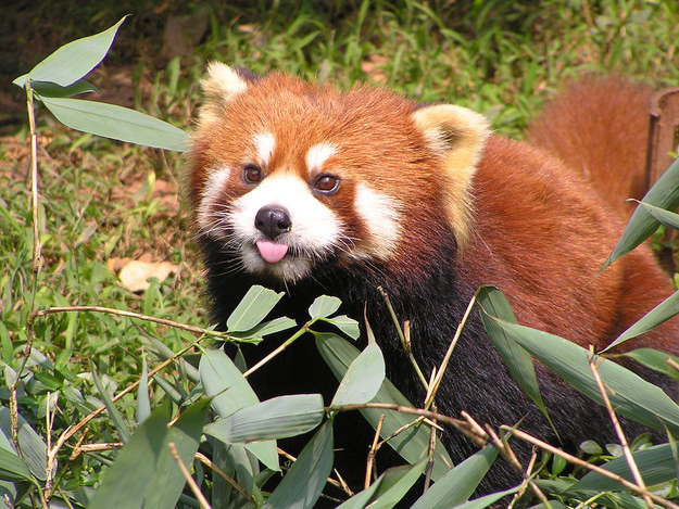 1. Щекастая красная панда, демонстрирующая вам свою благосклонность