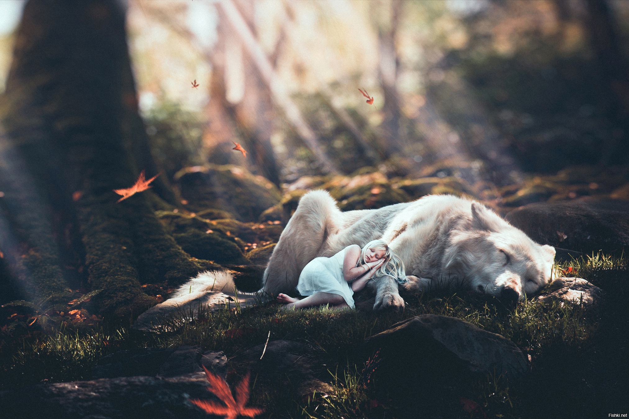 Нашли в лесу спящего. Спящие волки. Девушка с волком в лесу. Спящий волк.