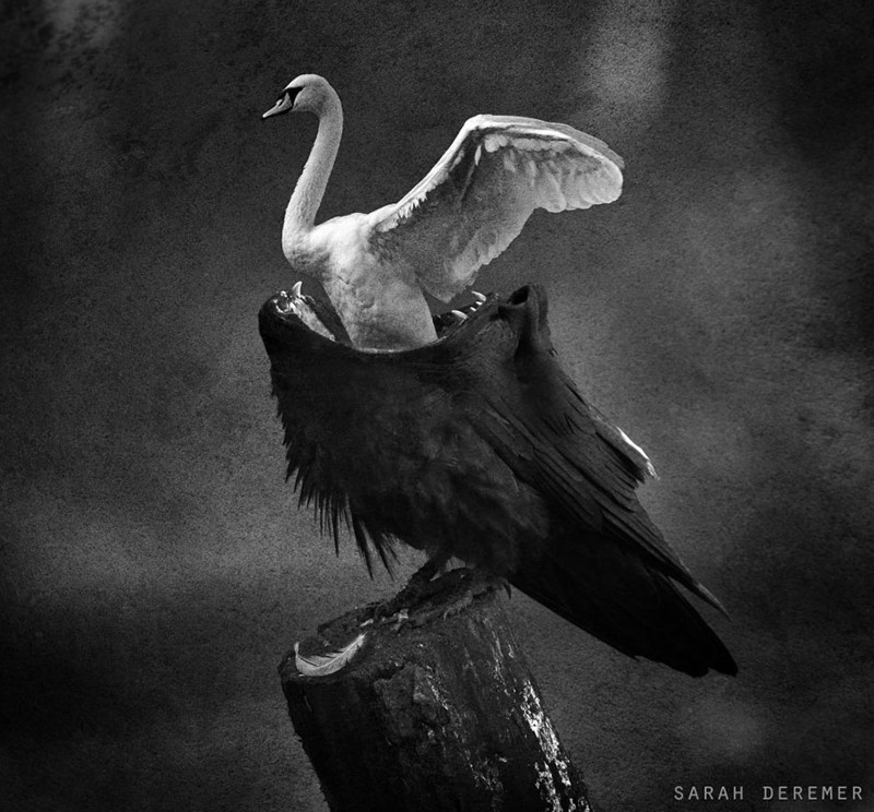 Сюрреалистичные черно-белые фотографии от Сары Деремер