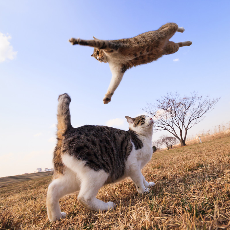Смешная подборка прыжков кошек!
