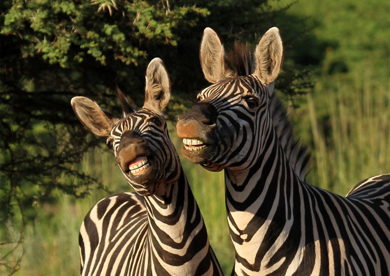 Зебры улыбаются