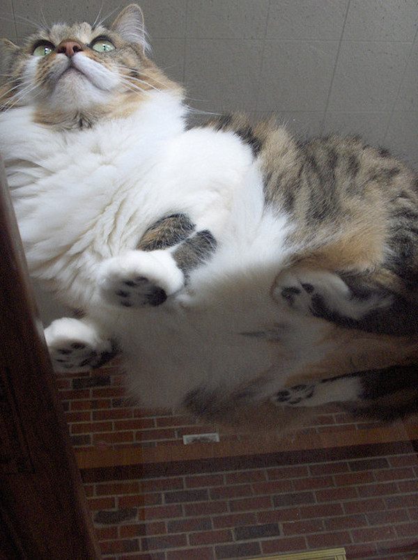 21. Потому что фото кота на стекле будут единственными кошачьими фото, которые вам нужны.