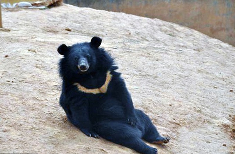 Китаец два года принимал медведей за домашних собак