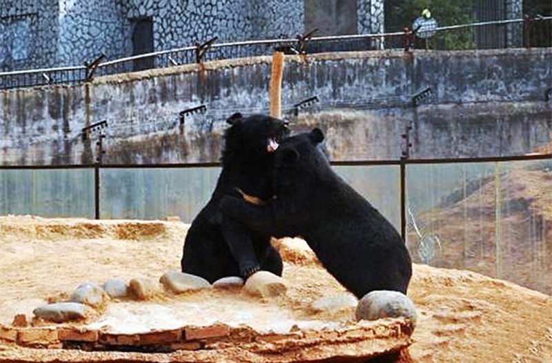 Китаец два года принимал медведей за домашних собак