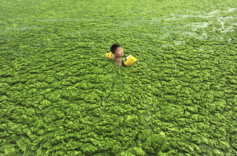 5. Мальчик плавает в "цветущей" воде, город Циндао, провинция Шаньдун