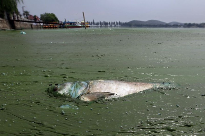 15. Мёртвая рыба в воде, плотно заросшей грязной ряской, в Восточном озере (Ухань)