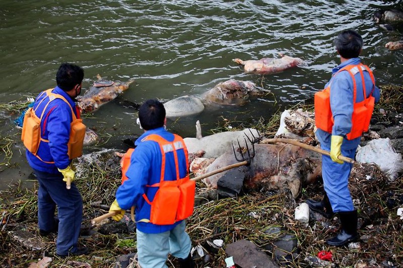 30. Более 3000 мёртвых свиней плывут по реке Хуанпу